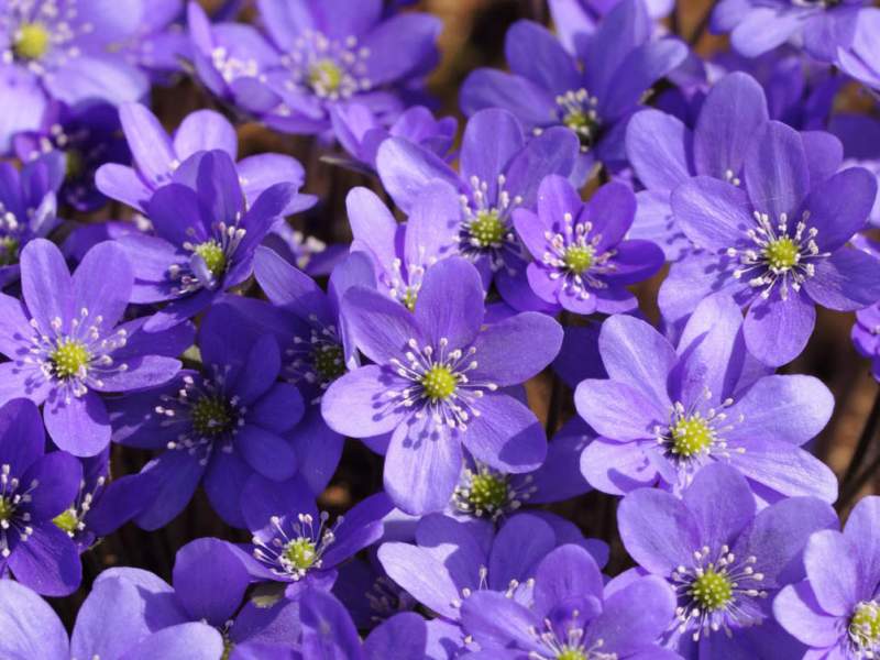 ALMANACCO: 26 Marzo si festeggia il Purple&nbsp;Day